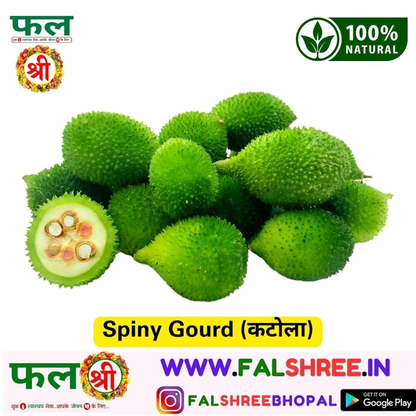 Spiny Gourd (कटोला)