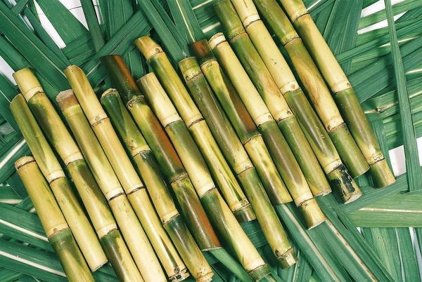 SUGERCANE (गन्ना) - 250