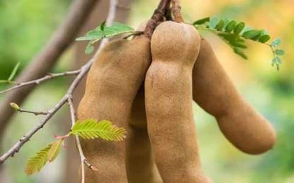 TAMARIND HYBRID (इमली)