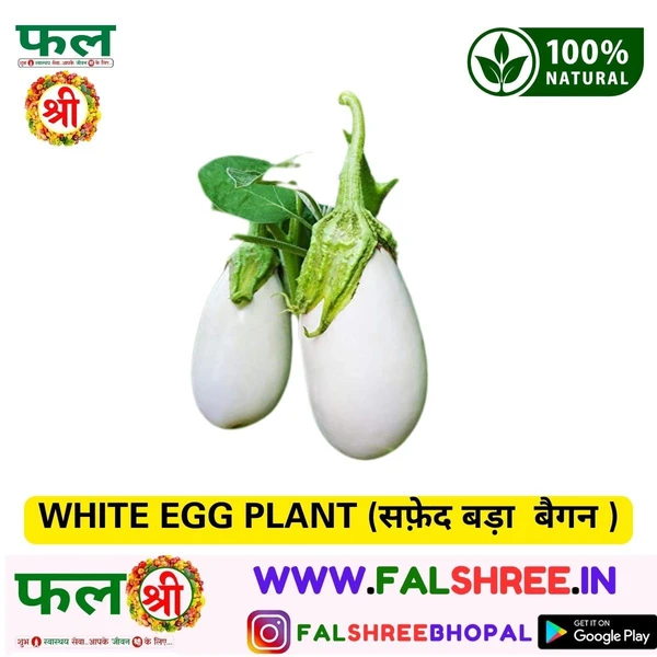 WHITE EGG PLANT (सफ़ेद बड़ा  बैगन ) - 250