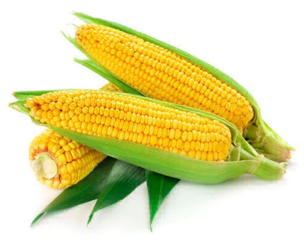 American Sweet Corn / cholam / ചോളം - 1 Kg