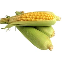 American Sweet Corn / cholam / ചോളം - 1 Kg