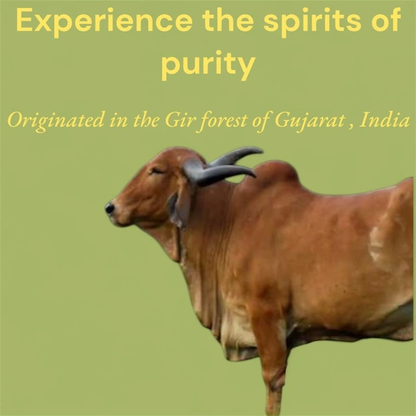 Gir Cow Desi Ghee - 1000ml