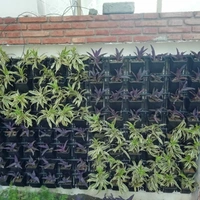 Green Revolutions Green Wall Full Set Up Pr Sqft  - 850