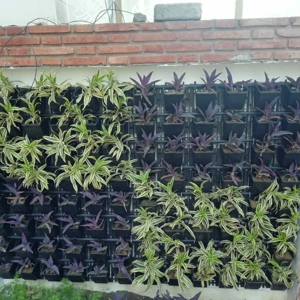 Green Revolutions Green Wall Full Set Up Pr Sqft  - 850