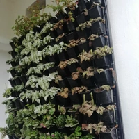 Green Revolutions Green Wall Full Set Up Pr Sqft  - 850