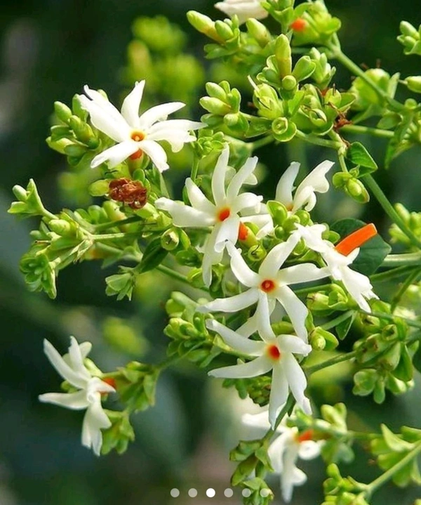 Harsingar Plant/Pariat Plant
