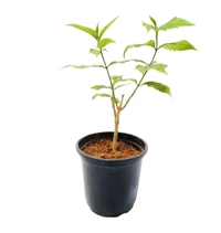 Harsingar Plant/Pariat Plant