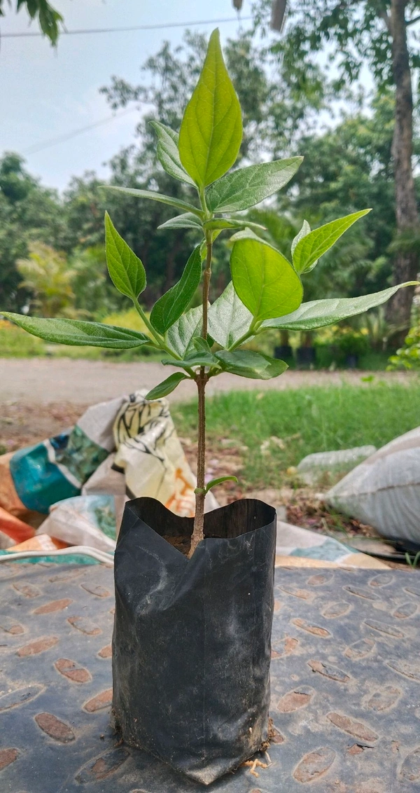 Harsingar Plant/Pariat Plant