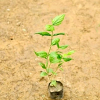 Harsingar Plant/Pariat Plant