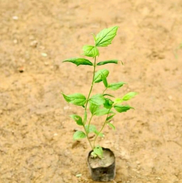 Harsingar Plant/Pariat Plant