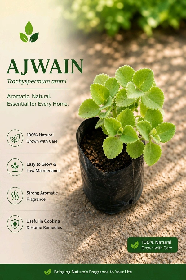 Ajwain Plant