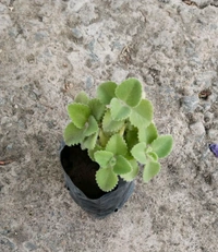 Ajwain Plant