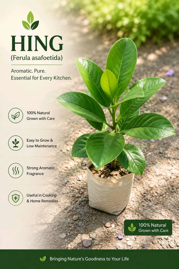 Hing Plant