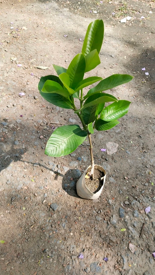 Hing Plant