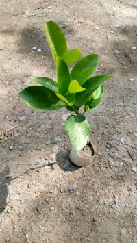 Hing Plant