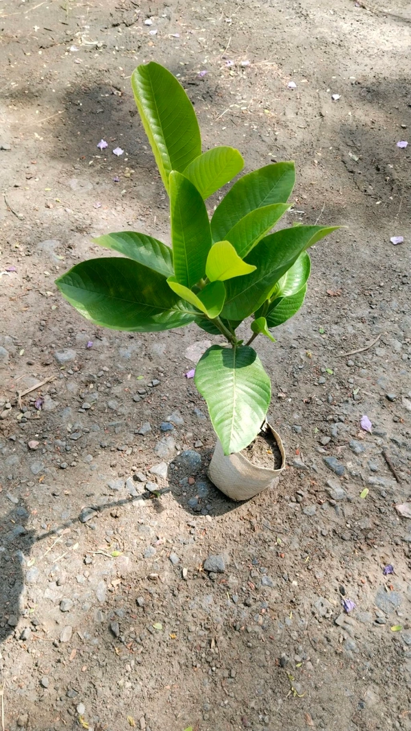 Hing Plant