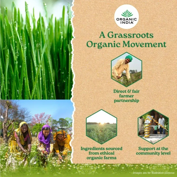 ORGANIC INDIA Wheat Grass Powder (Tin) - Organic - 100gm