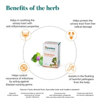 HIMALAYA DRUGS Punarnava Tablet - Himalaya - 60Tablet