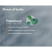 HIMALAYA DRUGS Punarnava Tablet - Himalaya - 60Tablet