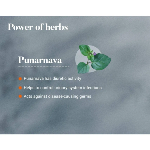 HIMALAYA DRUGS Punarnava Tablet - Himalaya - 60Tablet