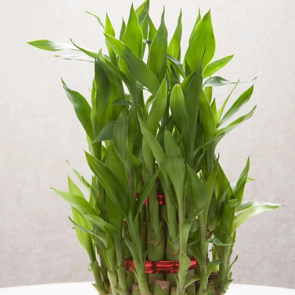 3 layer lucky bamboo plant