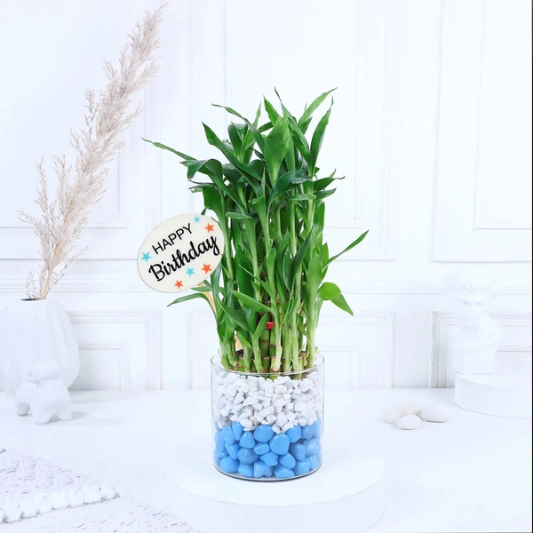 Birthday bamboo bliss duo