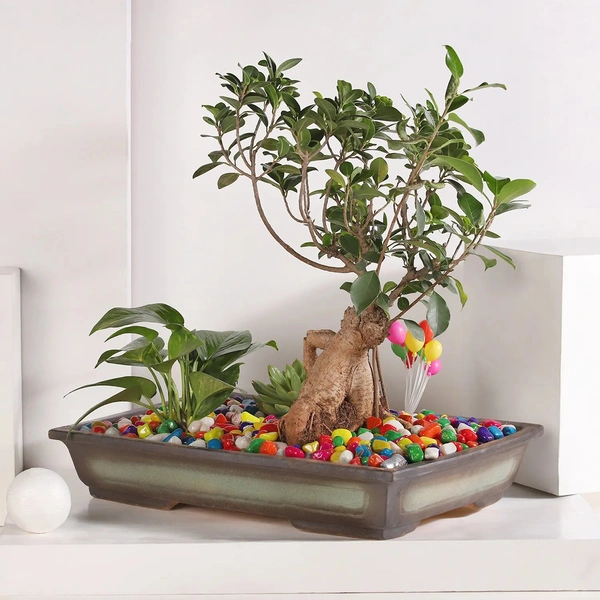 Bonsai and money plant harmony