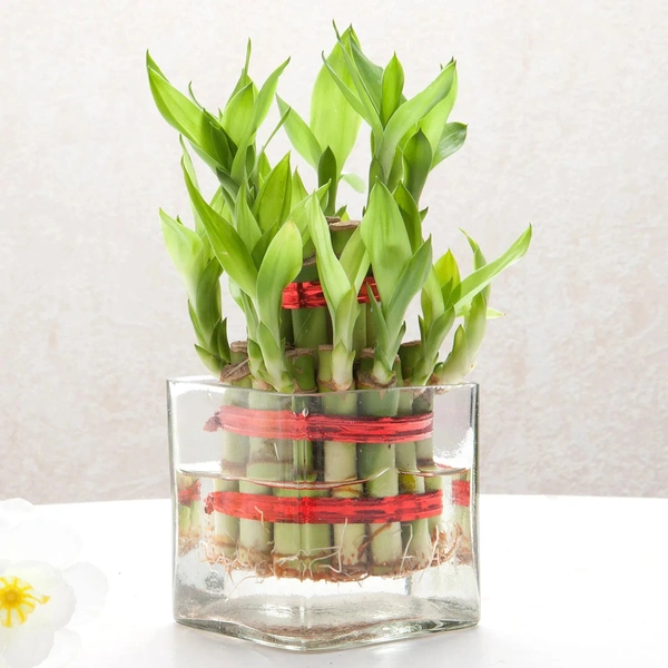 Bringing good lucky to layer bamboo plant