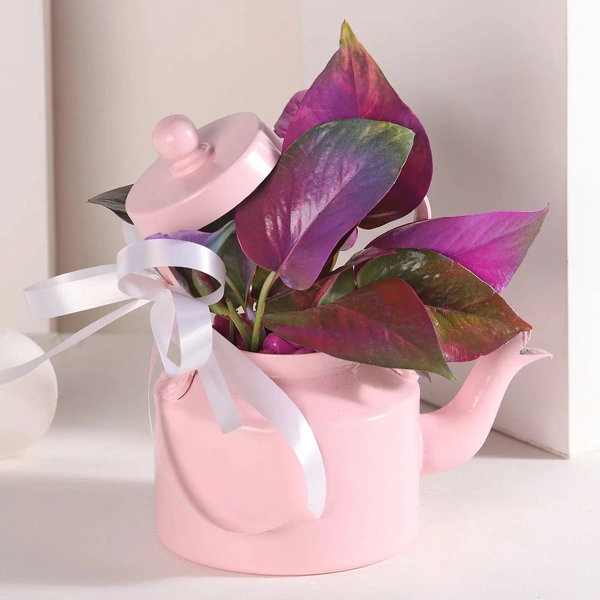 Colourful money plant medly in pink kattle