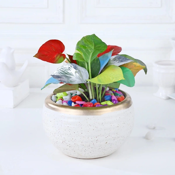 Colourstrust money plant Symphony