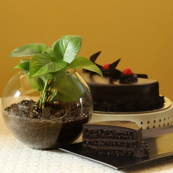 Eggless truffle cake and money plant