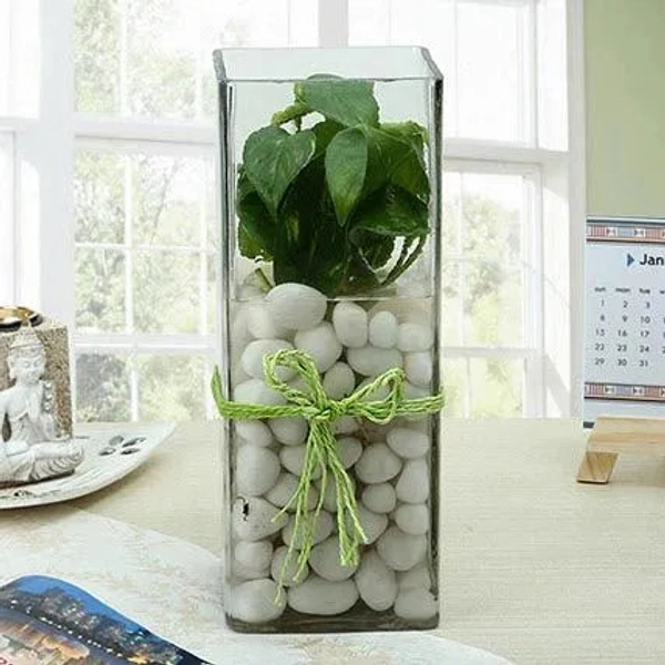 Fashionable money plant terrarium