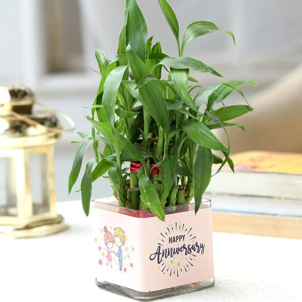 Two layer bamboo plant anniversary gr....