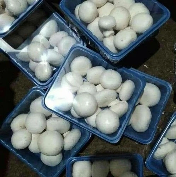 मशरूम 