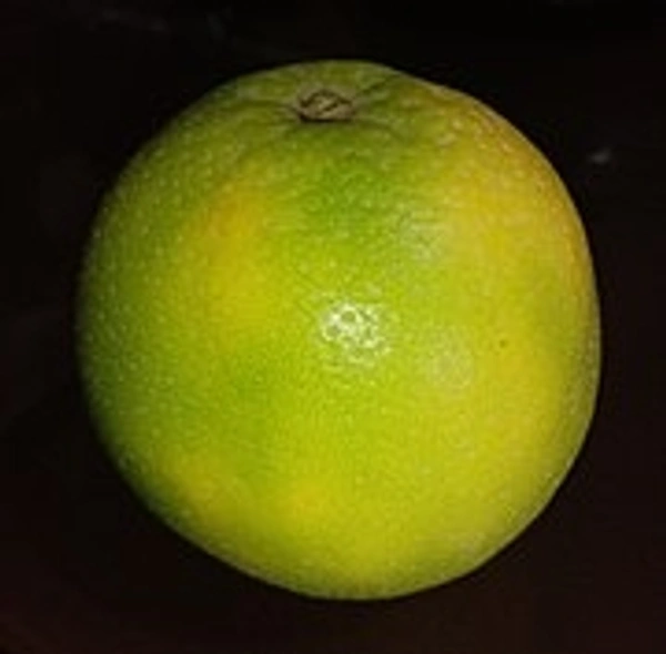 मुसम्बी 