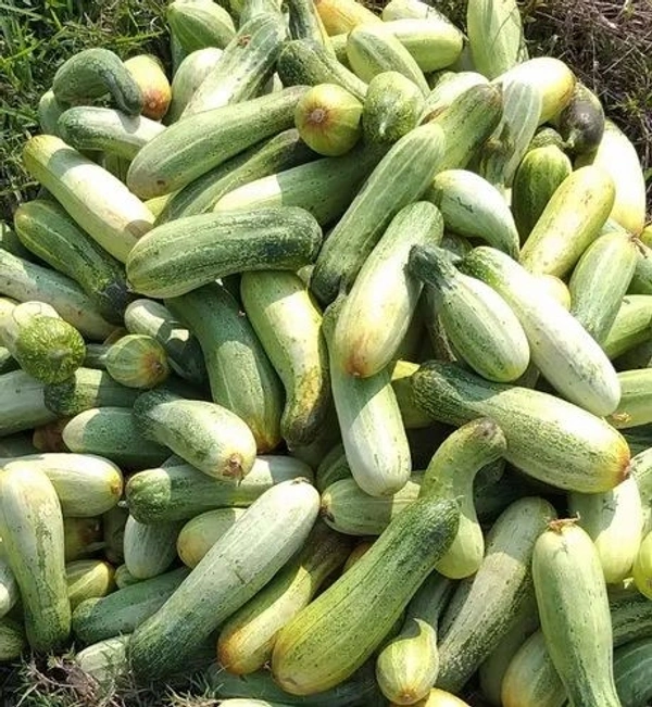 देशी खीरा 