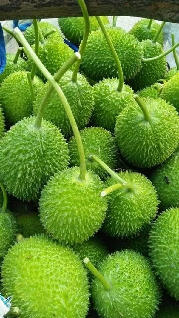 कंट्रोला