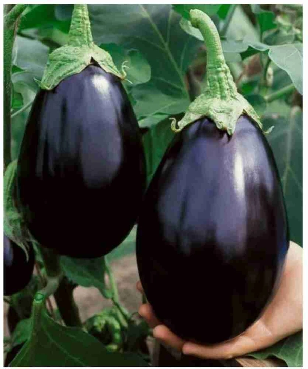 Brinjal Bharta (Baingan)