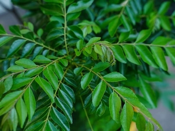 Curry  Leaves (Kadi Patta)
