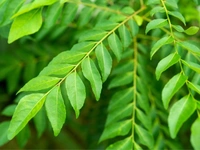 Curry  Leaves (Kadi Patta)