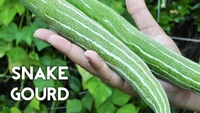 Snake Gourd 