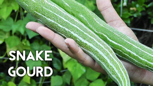 Snake Gourd 