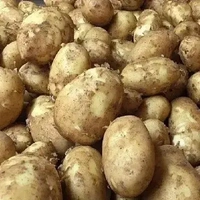 New Pattato (Naya Aloo)