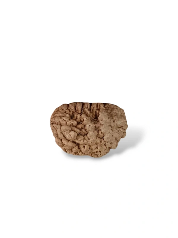 Natural Rudraksha - 1 Mukhi
