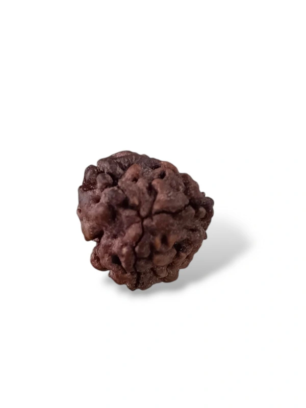 Natural Rudraksha - 3 Mukhi