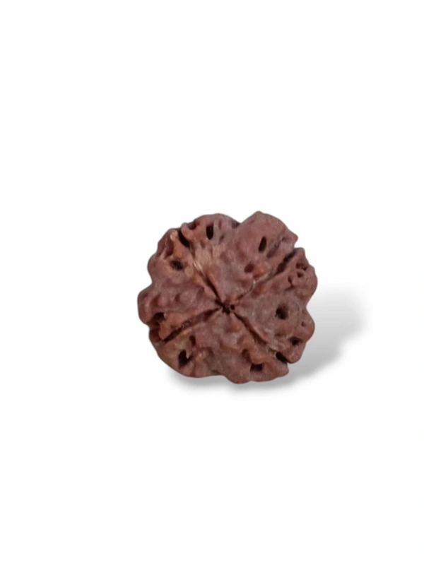 Natural Rudraksha - 4 Mukhi