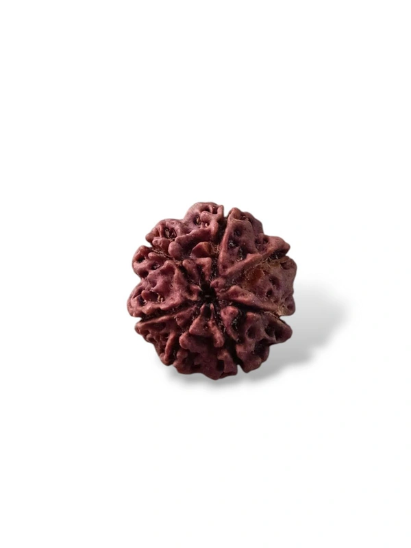 Natural Rudraksha - 7 Mukhi