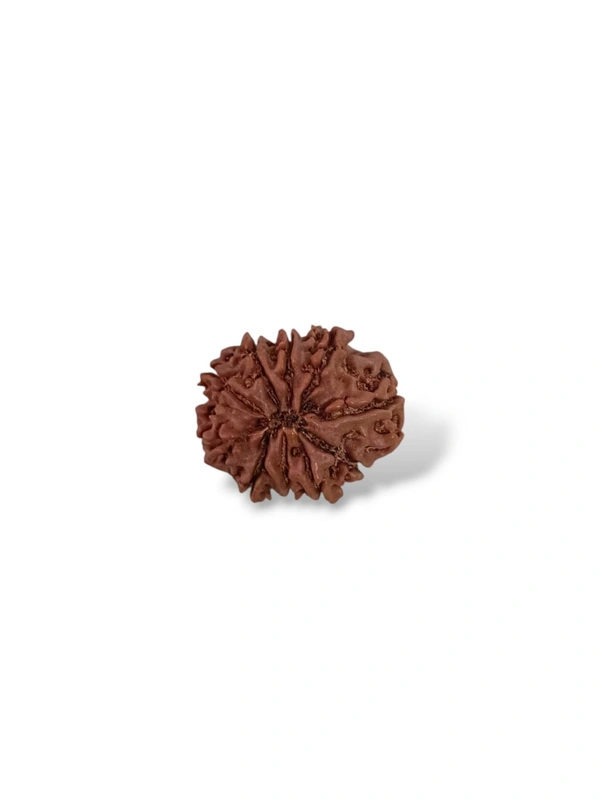 Natural Rudraksha - 10 Mukhi