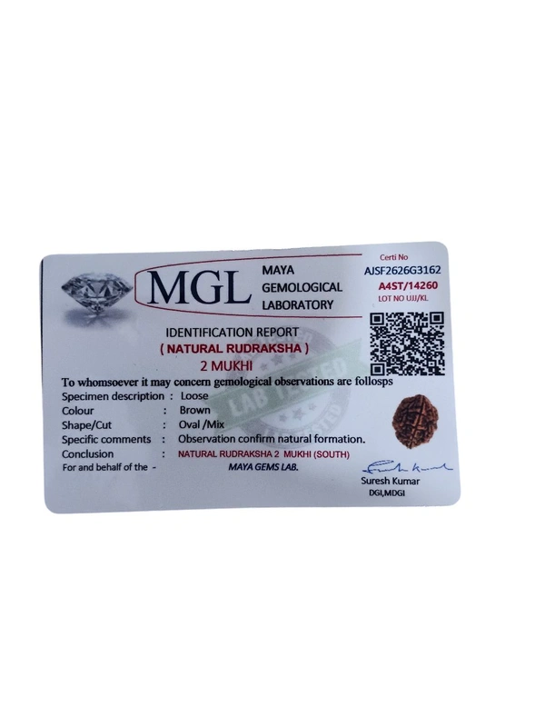 Nepali Rudraksha - 2 Mukhi